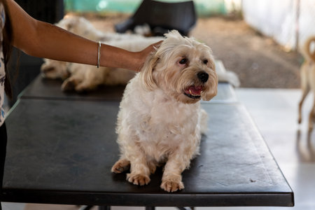 A woman's hand gently pets a small, fluffy white dog sitting on a table. A moment of connection and...