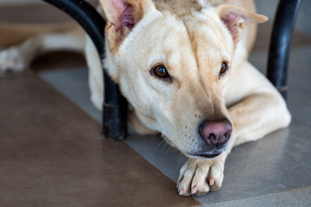 Sweet, light-brown dog rests its head, gazing calmly with soulful eyes. A peaceful pet portrait.の写真素材