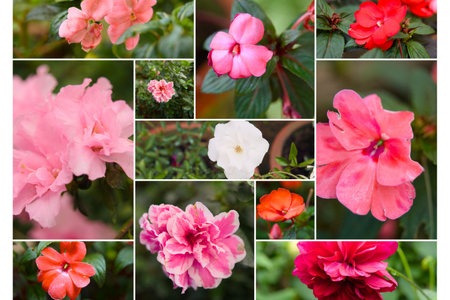Collage of pink and white flowers in the garden, stock photo