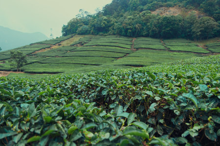 Tea Plantation at hill stationの写真素材