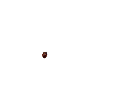 A small brown insect stands out against a plain white backdrop