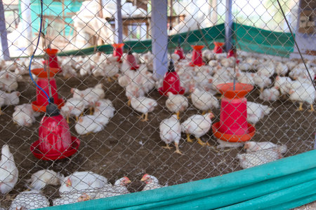 A large group of chickens are gathered inside a poultry farm, feeding and roaming freely under a...