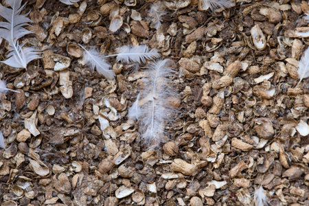 Soft white feathers resting on a bed of small wood chips and natural debris in a serene outdoor setting.の写真素材