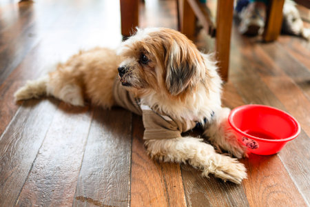 A small dog lies on the floor next to a red food bowl in a warm indoor space.