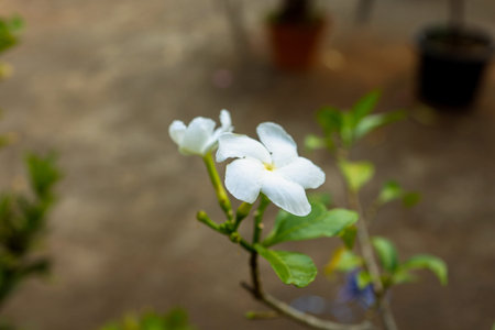 White flowers bloom on a green plant branch in a garden setting during daytime.