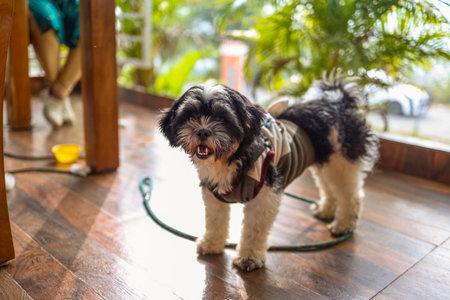 A small dog is standing on a wooden floor in a cafe. It wears a harness and looks around curiously.