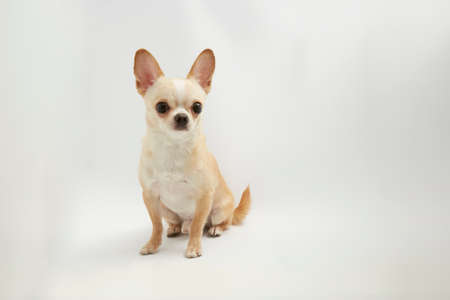 black and tan cream long coated Chihuahua isolated over white backgroundの写真素材
