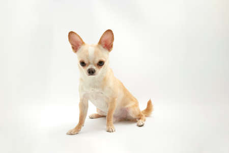 black and tan cream long coated Chihuahua isolated over white backgroundの写真素材