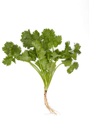 Closeup photo of fresh coriander (cilantro) with roots on white background