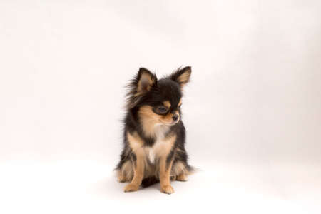 black and tan cream long coated Chihuahua isolated over white backgroundの写真素材