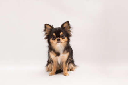 black and tan cream long coated Chihuahua isolated over white backgroundの写真素材