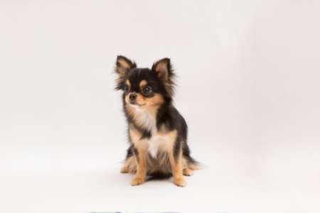 black and tan cream long coated Chihuahua isolated over white backgroundの写真素材
