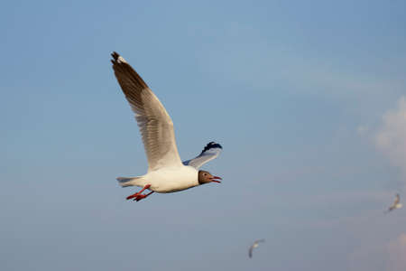 Flock of seagulls fly over sea in Thailand  noise backgroundの写真素材