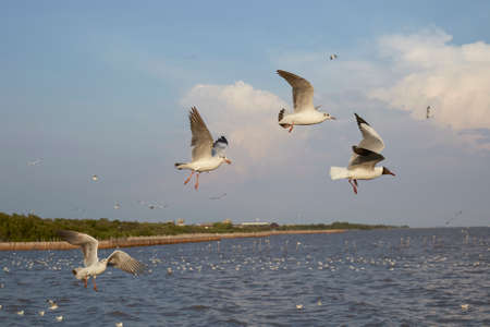 Flock of seagulls fly over sea in Thailand  noise backgroundの写真素材