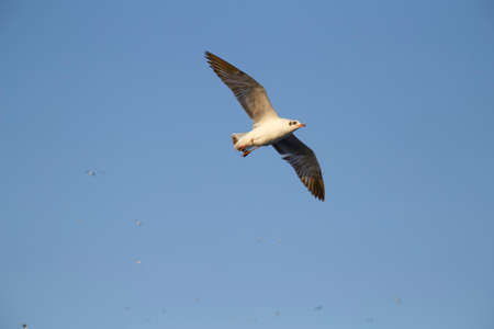 Flock of seagulls fly over sea in Thailand  noise backgroundの写真素材