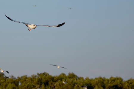 Flock of seagulls fly over sea in Thailand  noise backgroundの写真素材