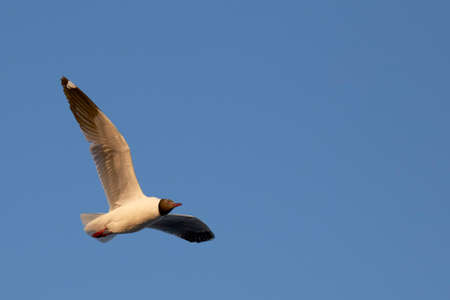 Flock of seagulls fly over sea in Thailand  noise background