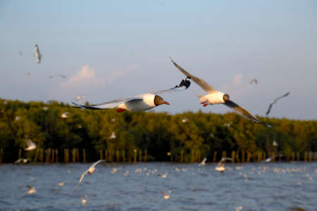 Flock of seagulls fly over sea in Thailand  noise background