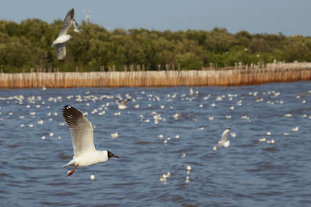 Flock of seagulls fly over sea in Thailand  noise backgroundの写真素材