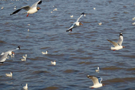 Flock of seagulls fly over sea in Thailand  noise backgroundの写真素材