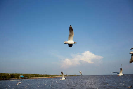 Flock of seagulls fly over sea in Thailand  noise background