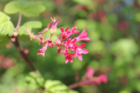 pink flowerの写真素材