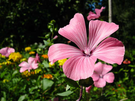 Pink flower on a summer day in the garden against the background of other blured flowers and grassの写真素材