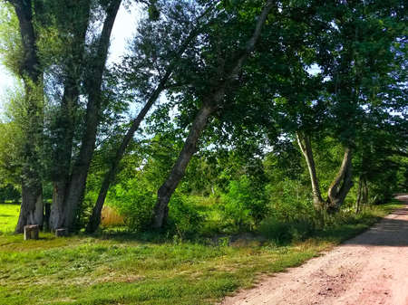 Green meadow near the road. Hemp for sitting. High green forest trees against the blue skyの写真素材