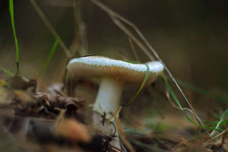 mushroomの写真素材