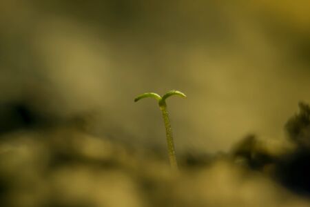 sproutの写真素材