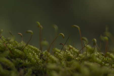 nature macroの写真素材