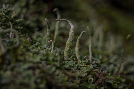 nature macroの写真素材