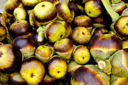 Asian Palmyra palm, Toddy palm, Sugar palm.の写真素材