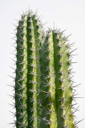 Isolated cactusの写真素材
