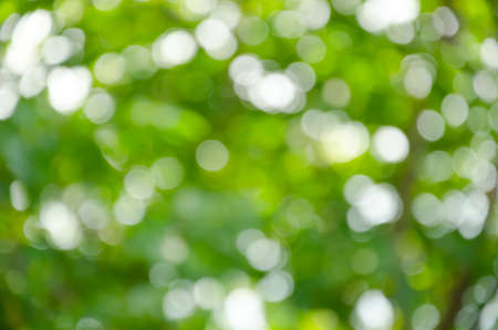 Soft Blurry, photography bokeh background of green  from treeの写真素材