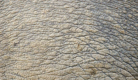 Rhino skin textureの写真素材