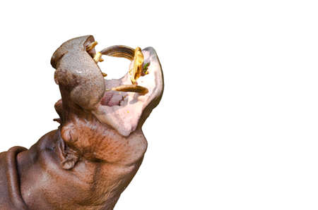 Hippo Hippopotamus open mouth wait for food , isolated on white background