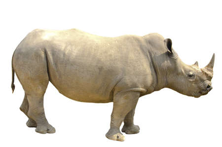 white rhino isolated on white backgroundの写真素材
