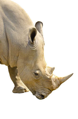 White Rhino portrait in front of isolated on white backgroundの写真素材