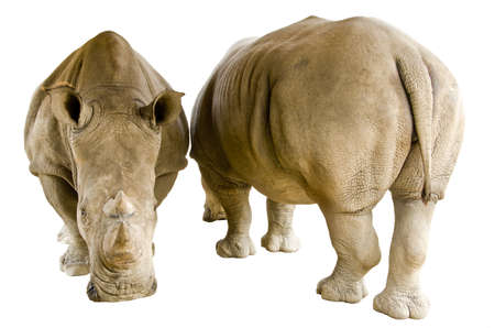 White Rhinoceros isolated on a white background, clipping path.の写真素材