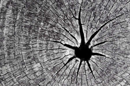 Old wooden annual rings texturesの写真素材