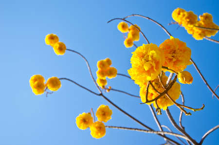 Tabebuia chrysotricha yellow flowers blossom