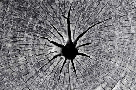 Old wooden annual rings texturesの写真素材