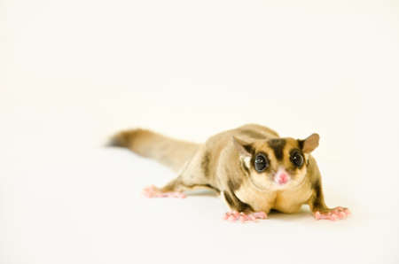 sugar glider on white background.の写真素材