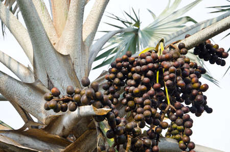 Closeup of the palm tree fruits on treeの写真素材