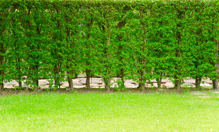 Decorated tree background in the park