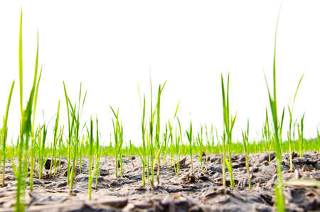 Rice seedlings germinated on the ground to dry in the summer in Thailand.の写真素材