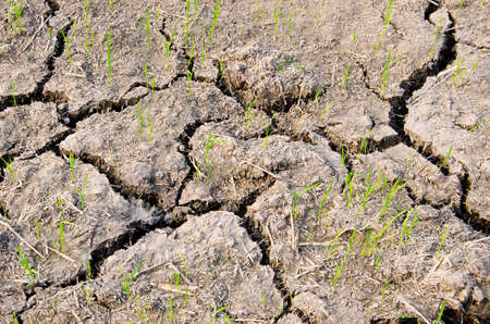 Rice seedlings germinated on the ground to dry in the summerの写真素材