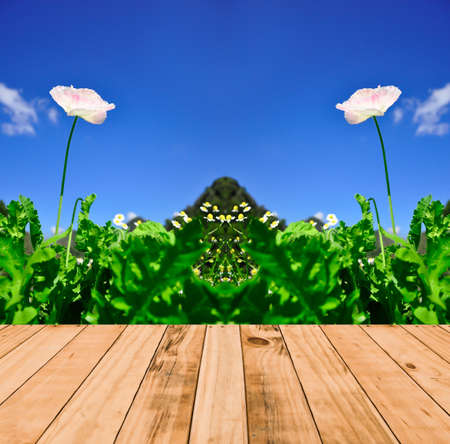 Flowers and leaves on blue sky backgroundの写真素材