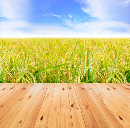 Golden rice field wood bridge in autumn with blue sky.の写真素材